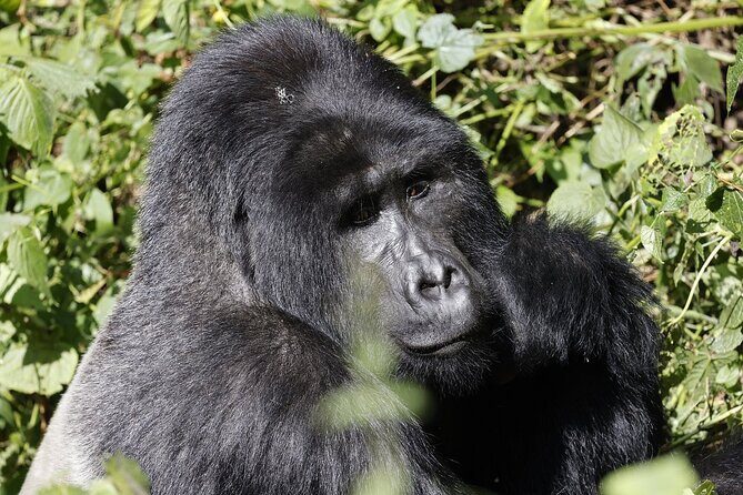 3 Day Uganda Gorilla Trekking and Batwa Pygmies Experience - Bwindi in 3 Days: What This Express Trek Really Gets You