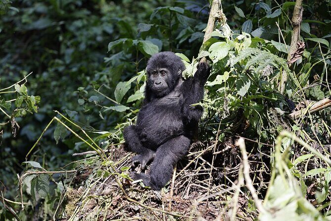 3 Day Uganda Gorilla Trekking and Batwa Pygmies Experience - The Batwa Pygmies Part: Confirm the Exact Timing