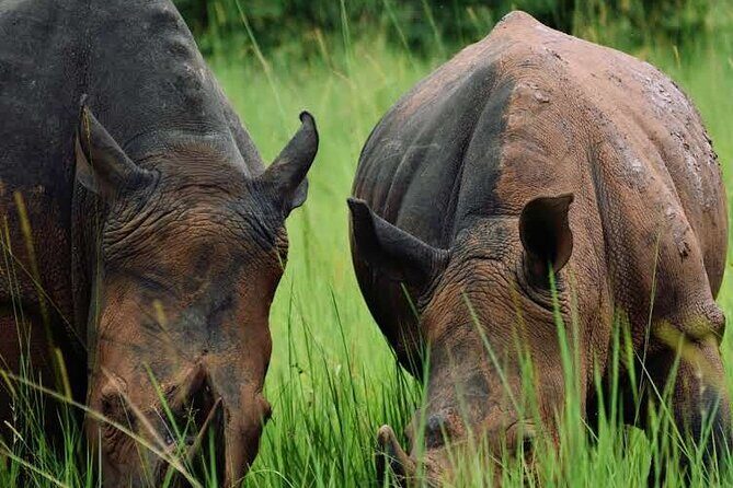 3-Day Ultimate Big Five Safari - Murchison Falls & Rhinos - Murchison Falls and Ziwa Rhinos in One Tight 3-Day Loop