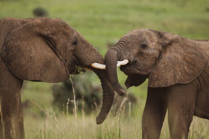 3-Day Ultimate Big Five Safari - Murchison Falls & Rhinos - Day 2: 4x4 Game Drive for Big Mammals, Then Victoria Nile Boat Safari