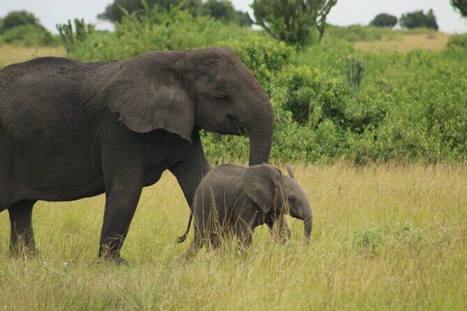 3-Day Ultimate Big Five Safari - Murchison Falls & Rhinos - Day 3: Optional Extra Game Safari and the Return to Kampala
