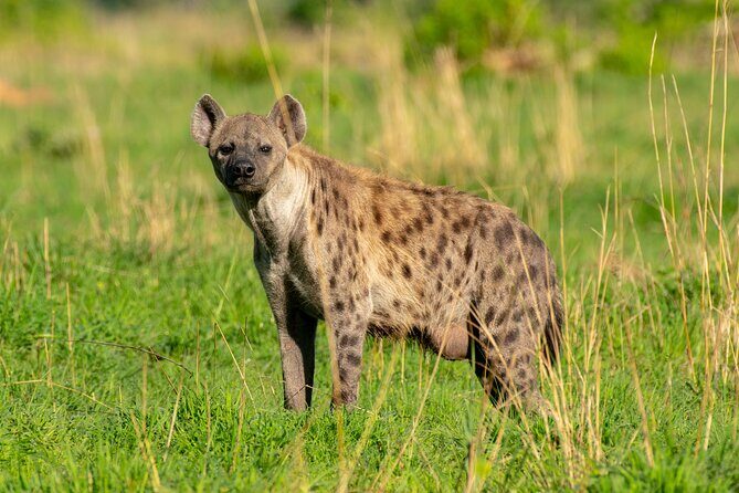 3-Day Ultimate Big Five Safari - Murchison Falls & Rhinos - Value for $995: What’s Included and What You Might Still Pay For