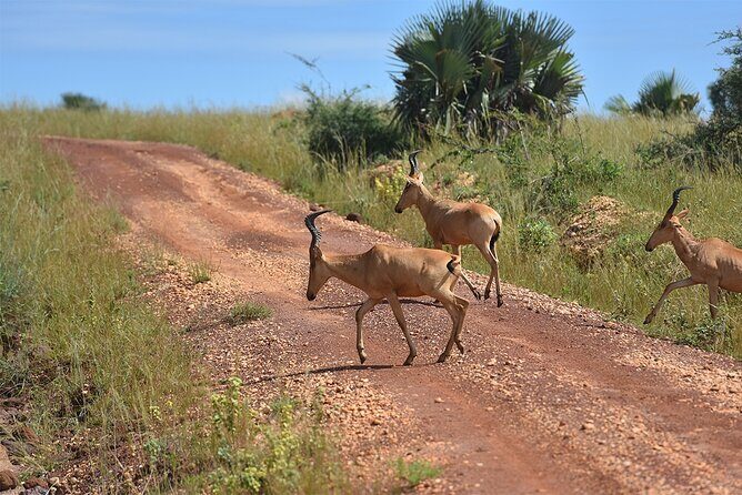 3-Day Ultimate Big Five Safari - Murchison Falls & Rhinos - Guide and Driver Work: When Robert’s Style Makes the Difference