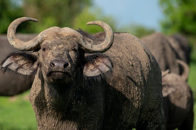 3-Day Ultimate Big Five Safari - Murchison Falls & Rhinos - Comfort, Fitness, and That Back-Problem Warning