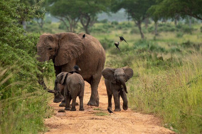 3-Day Ultimate Big Five Safari - Murchison Falls & Rhinos - Getting There From Kampala: Transfers, Time on the Road, and What It Means