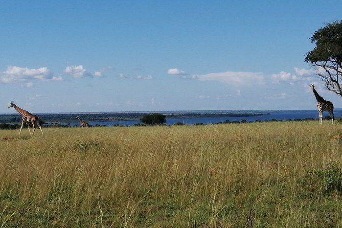 3 Days 2 Nights, Murchison Falls And Wildlife Safari - What you’ll notice right away