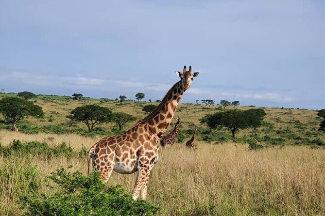 3 Days 2 Nights, Murchison Falls And Wildlife Safari - The falls: why Murchison’s roar becomes a whole event