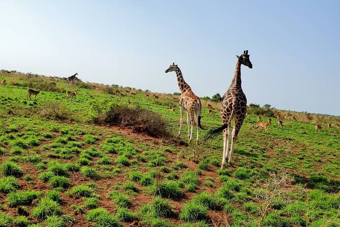 3 Days 2 Nights, Murchison Falls And Wildlife Safari - Price and logistics: is $2,330.77 per person worth it?