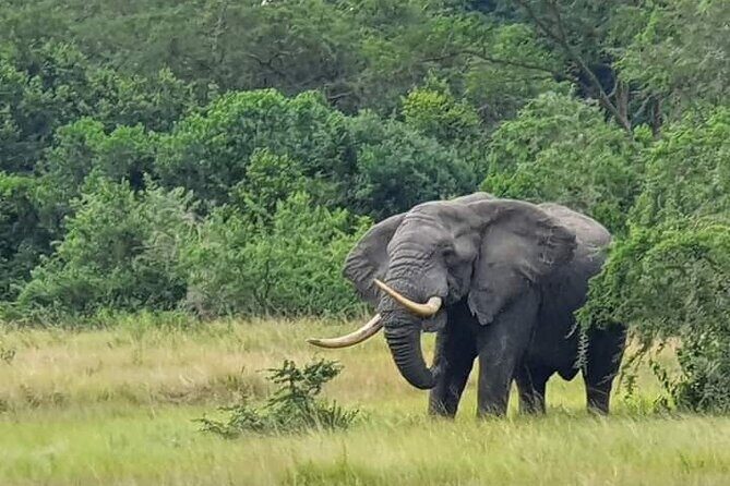 3 Days Best of Queen Elizabeth National Park Wildlife Tour - Key things to know before you go