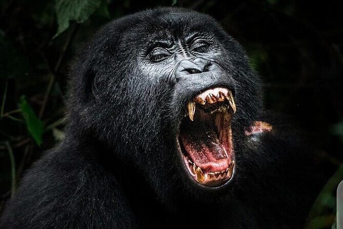 3 Days Best of Queen Elizabeth National Park Wildlife Tour - Day 2 at 6:00am: Kasenyi trail and the best odds for big game