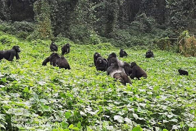 3 Days Best of Queen Elizabeth National Park Wildlife Tour - Kazinga Channel boat safari: wildlife on the move (and on the bank)