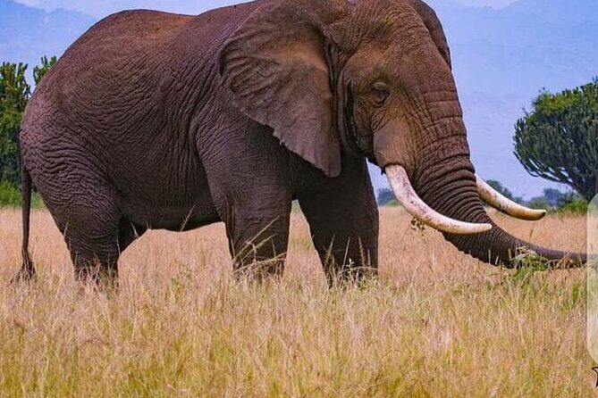 3 Days Best of Queen Elizabeth National Park Wildlife Tour - Guide quality and small-group comfort (Ceasar matters)