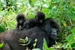 3 Days Bwindi Gorilla Trekking tour - Price and value: what $1,850 covers (and why it can be worth it)