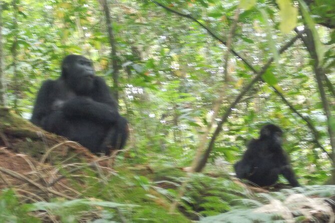 3 Days Bwindi Gorilla Trekking tour - Lodging and meals: what’s included and why it matters