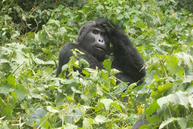 3 Days Bwindi Gorilla Trekking tour - Transportation and timing: getting picked up and staying on track