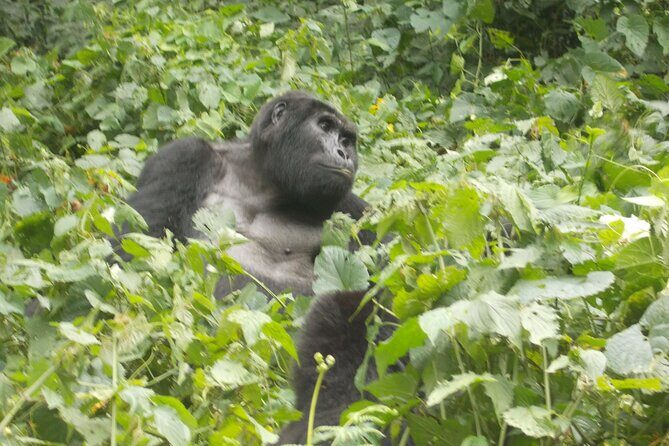 3 Days Bwindi Gorilla Trekking tour - Trek fitness: how to judge if this is right for you