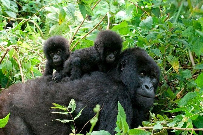 3 Days Bwindi Gorilla Trekking tour - Price and value: what $1,850 covers (and why it can be worth it)