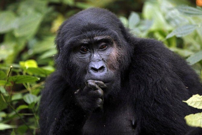 3 Days Gorilla Trekking Expedition Uganda - Bwindi in 3 days: what this tour does well for tight schedules