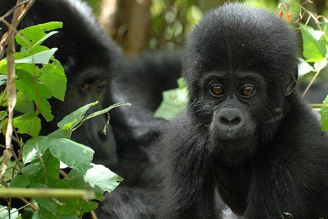 3 Days Gorilla Trekking Expedition Uganda - Kampala–Bwindi driving rhythm: the Green Equator stop and long hours