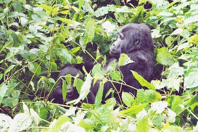 3 Days Gorilla Trekking Safari - Why Bwindi’s gorilla trek is the whole point