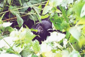3 Days Gorilla Trekking Safari - Day 1: Kigali memorial and lake viewpoints, then Bwindi and a Batwa evening