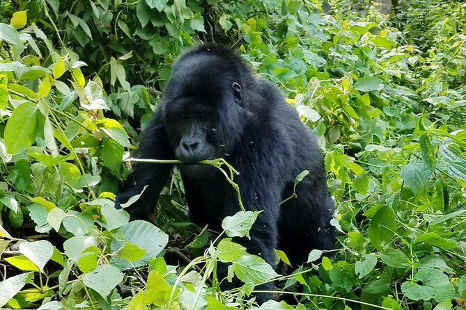 3 Days Gorilla Trekking Safari - Lake Bunyonyi after the trek: where you reset your body