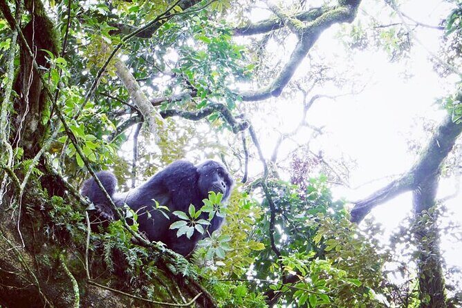 3 Days Gorilla Trekking Safari - Day 3: boat ride on the lake and the drive back toward Kigali