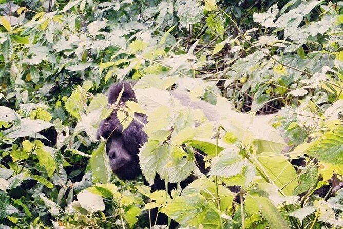 3 Days Gorilla Trekking Safari - Price and value: what $1,890 really buys you