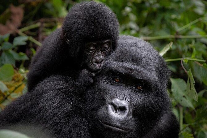 3 Days gorilla trekking Safari tour in Uganda - Quick hit takeaways before you go