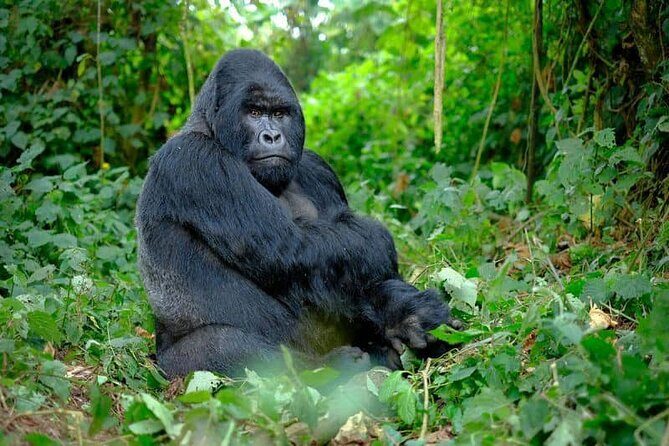 3 Days gorilla trekking Safari tour in Uganda - Day 1: Entebbe to Bwindi, with Batwa culture on deck