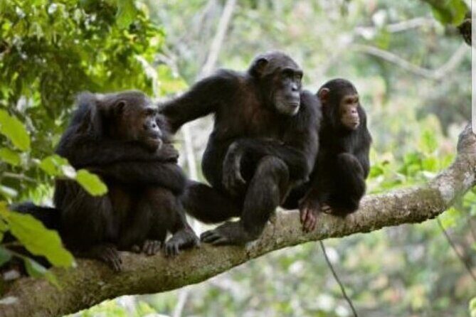 3 Days gorilla trekking Safari tour in Uganda - Day 2 tip: how to prepare mentally for a 1-to-6 hour trek