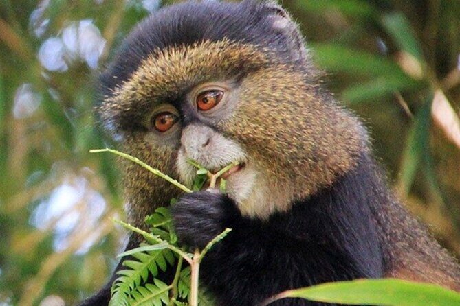3 Days gorilla trekking Safari tour in Uganda - Day 3: Lake Bunyonyi canoe ride and the return to Entebbe
