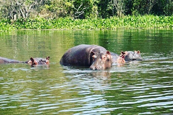 3 Days gorilla trekking Safari tour in Uganda - Comfort on the road: 4x4 transport and private guide focus