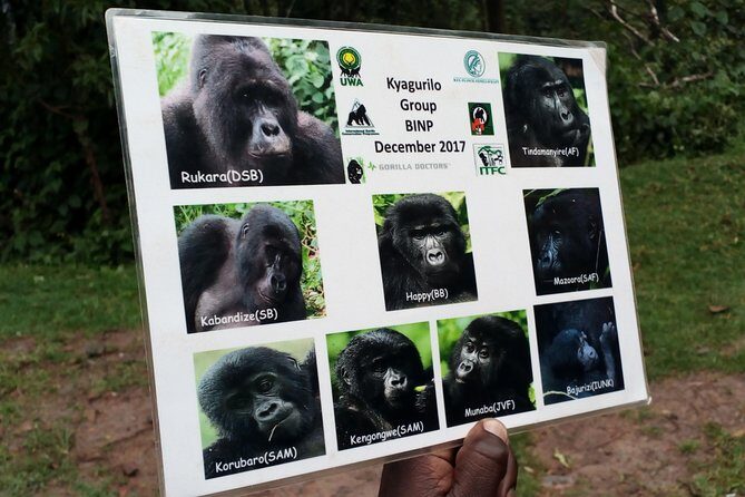 3 Days Gorilla trekking Safari Uganda, Bwindi Impenetrable Forest - Day 1: Morning drive to Bwindi and check-in inside the forest