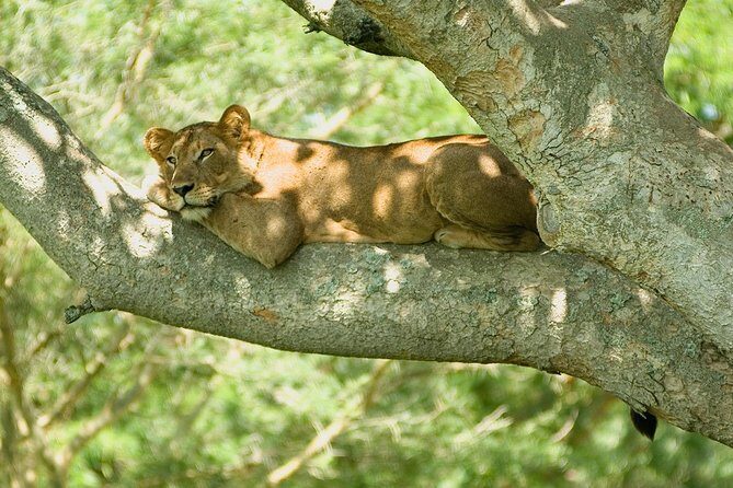 3 Days Group Safari To Queen Elizabeth Park In Uganda. - Key things I’d bet on with this Queen Elizabeth safari