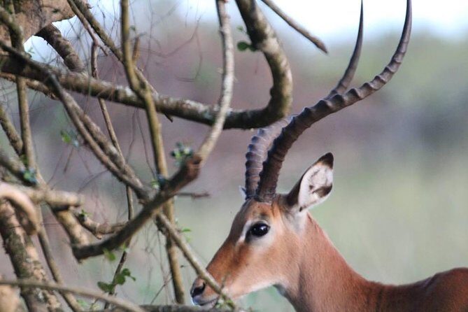 3 Days Group Safari To Queen Elizabeth Park In Uganda. - What you get for $1,950 per group (and what that really means)