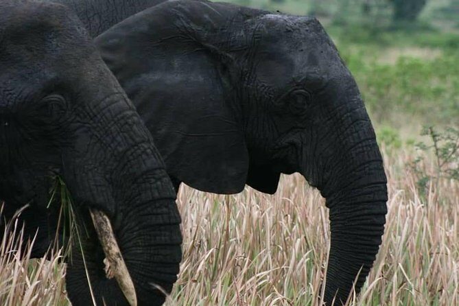 3 Days Group Safari To Queen Elizabeth Park In Uganda. - Day 2: morning game drive in Kasenyi and the Kazinga Channel cruise