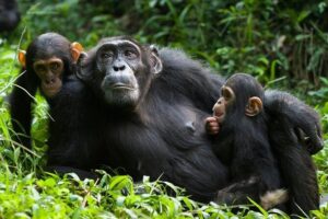 3 Days Kibale National Park Chimpanzee Tracking - Key things that make this tour work