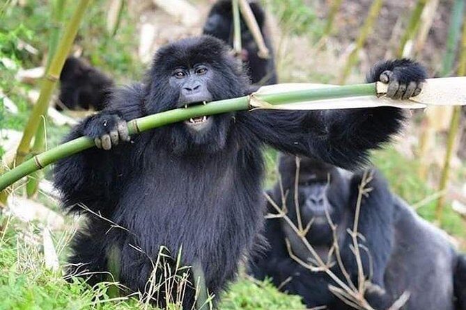 3 Days Lake Bunyonyi and Gorilla Trekking Tour in Uganda - Why this short tour works so well