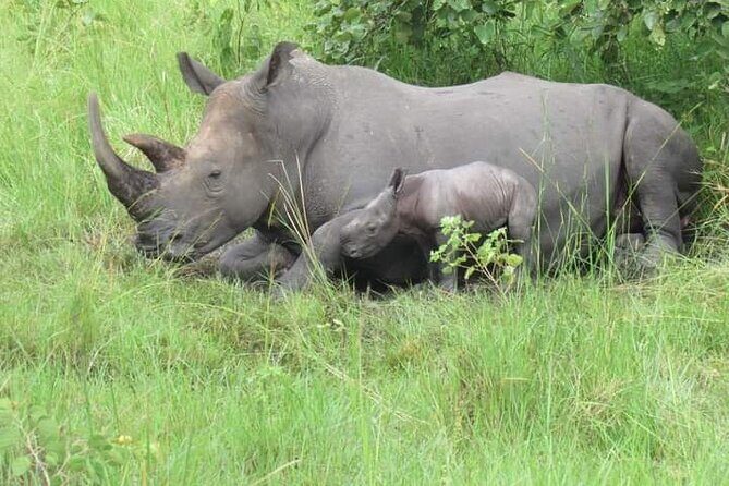 3 Days magical Murchison falls safari - Day 1: Rhino Fund Uganda at Ziwa, then lodge time near Murchison