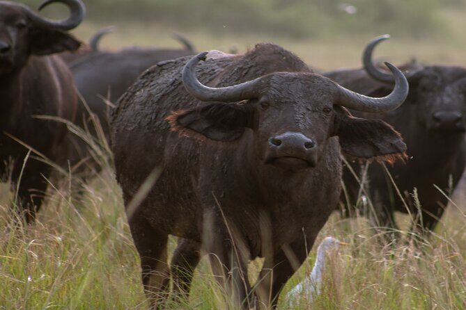 3 Days Murchison Falls Adventure Wildlife Safari Uganda Tour - Kabalega Falls: The 43-meter drop and the sense of power