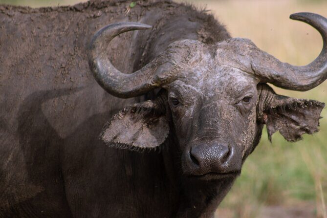 3 Days Murchison Falls Adventure Wildlife Safari Uganda Tour - The Nile Boat Cruise: 3 hours of hippos, crocodiles, and nerves