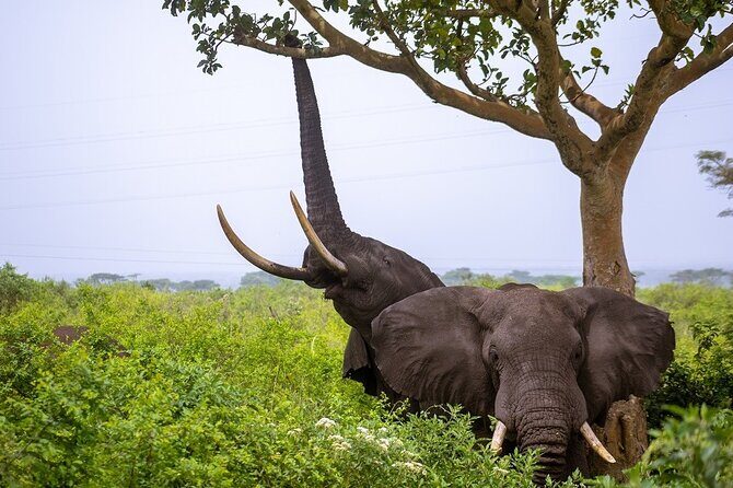 3 Days Murchison Falls Adventure Wildlife Safari Uganda Tour - Price and value: What $1,300 includes, and why it matters