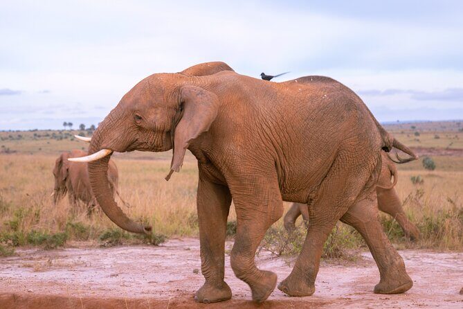 3 Days Murchison Falls Adventure Wildlife Safari Uganda Tour - Who this safari suits best (and who should think twice)