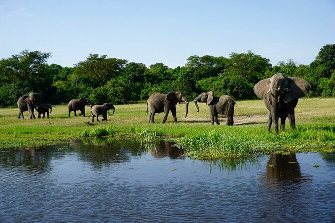 3 Days Murchison Falls Adventure Wildlife Safari Uganda Tour - Parkside Safari Lodge and the Evening Game Drive Advantage