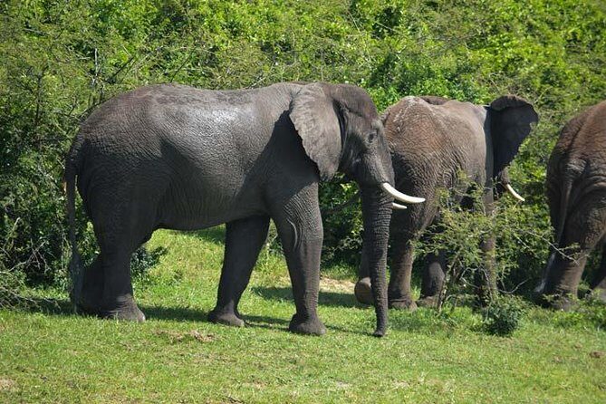 3 days Murchison Falls, Boat cruise and wildlife game viewing - Price and value: what you’re paying for, and what can cost extra