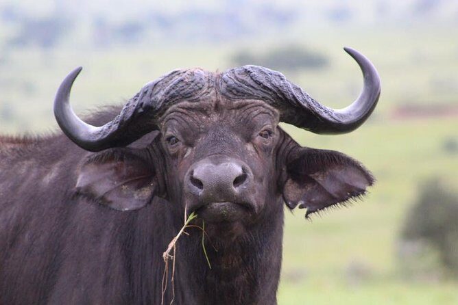 3 Days Murchison Falls Holiday Safari - Climbing to the top of the falls: why you need both sides