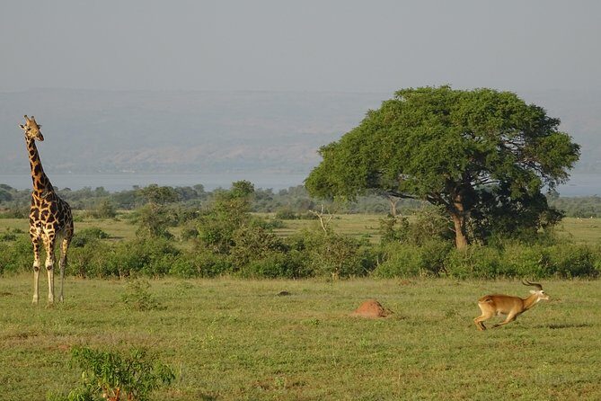 3 Days Murchison falls park Uganda - Key things I think you’ll enjoy