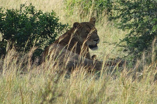3 Days Murchison falls park Uganda - How this 3-day Murchison Falls safari actually feels