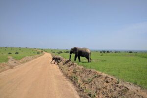 3 Days Murchison falls park Uganda - Ziwa Rhino Sanctuary tracking: start the trip with a rare chance